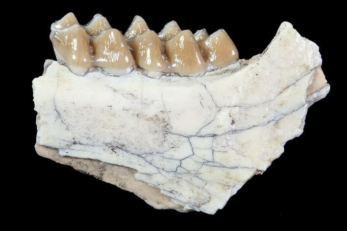 Oligocene Ruminant (Leptomeryx) Jaw Section #70085